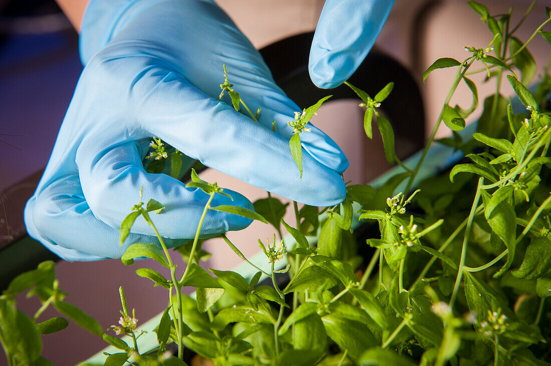 Blue gloved hands holding a plant in a plant science lab in College Park, Maryland