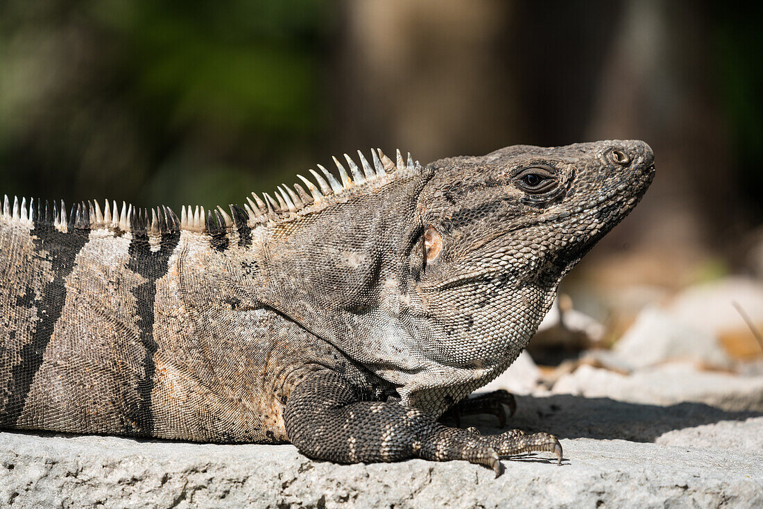 Ein Stachelschwanzleguan oder Schwarzer Leguan, Ctenosaura similis, sonnt sich in den Ruinen der Maya-Stadt Tulum im Tulum-Nationalpark, Quintana Roo, Mexiko.
