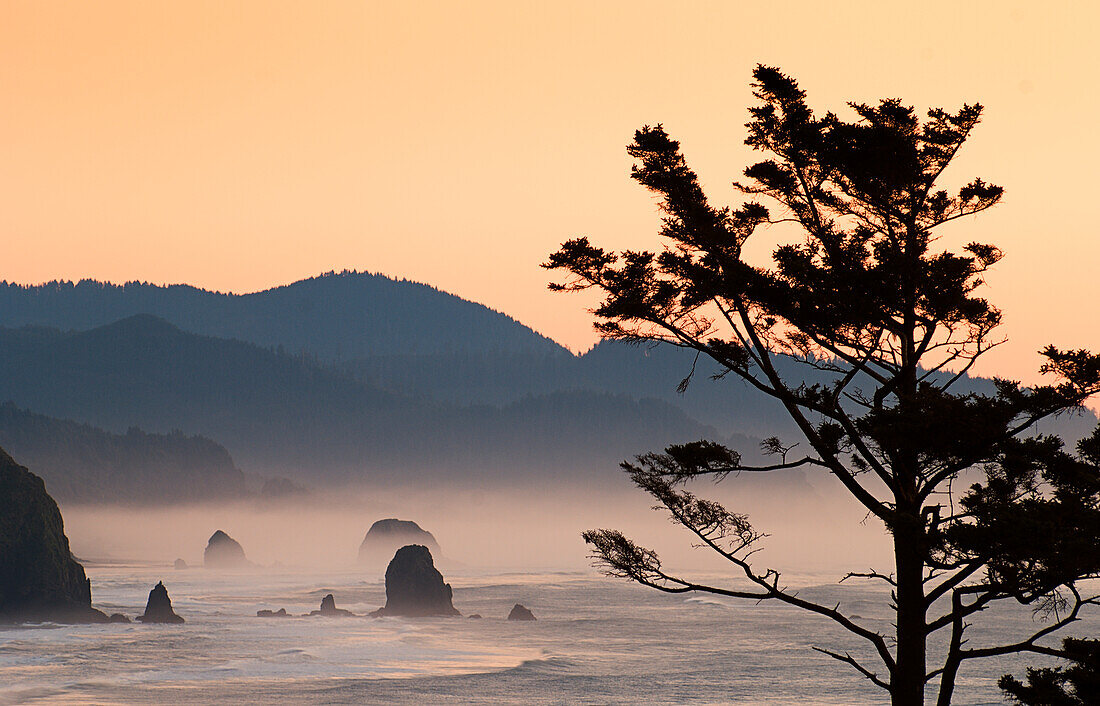 Shorepine und Meeresstapel am Cannon Beach vom Ecola State Park aus bei Sonnenaufgang; Oregon.