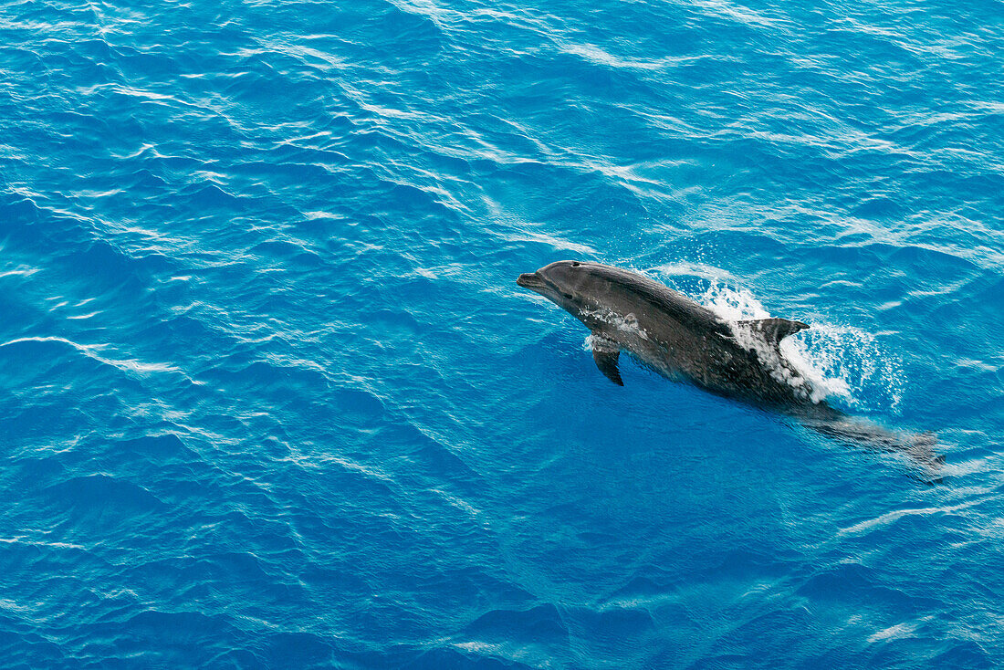 Großer Tümmler (Tursiops truncatus) beim Wellenreiten. Delfine auf den Tuamotu-Inseln, Rangiroa-Atoll, Kreuzfahrt an Bord der Paul Gauguin-Kreuzfahrt, Gesellschaftsinseln, Französisch-Polynesien, Südpazifik.
