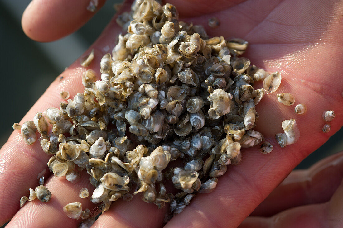 Baby-Austernschalen in einer Hand, Shooting Point Oysters, Bayford VA