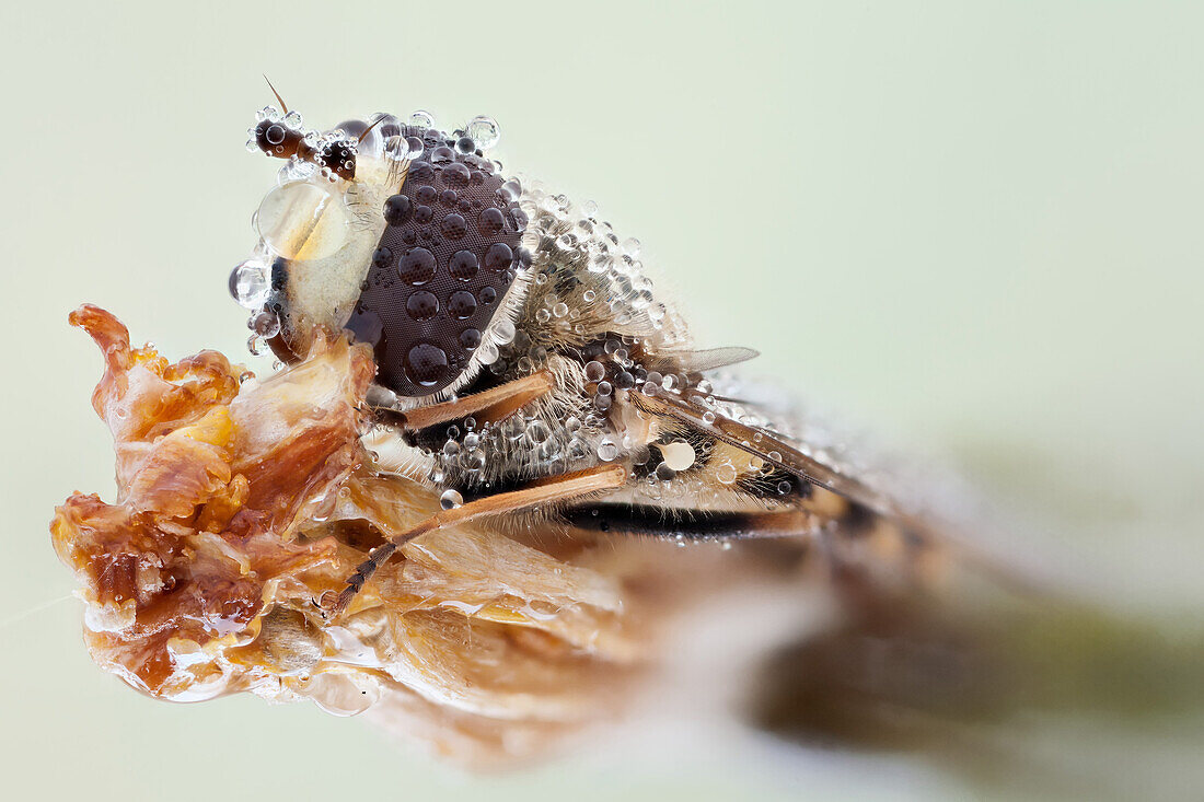 As their common name suggests, they are often seen hovering or nectaring at flowers; the adults of many species feed mainly on nectar and pollen, while the larvae (maggots) eat a wide range of foods.