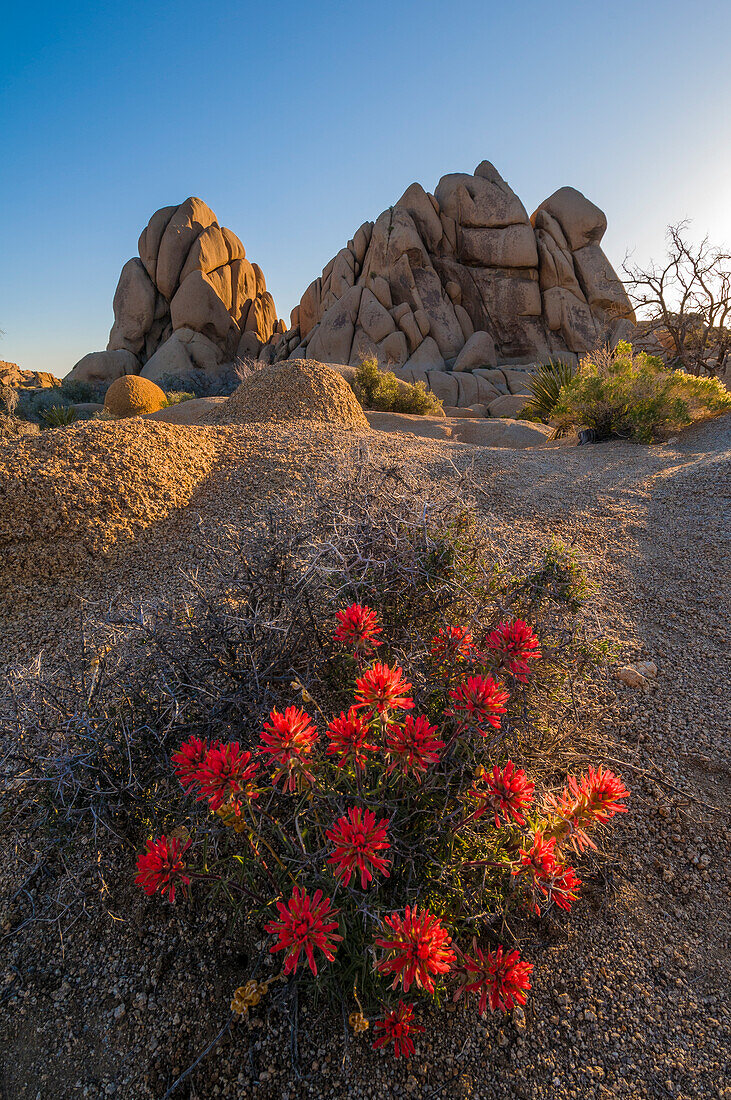 Blühender Indian Paintbrush in der Gegend der Jumbo Rocks im Joshua Tree National Park, Kalifornien.