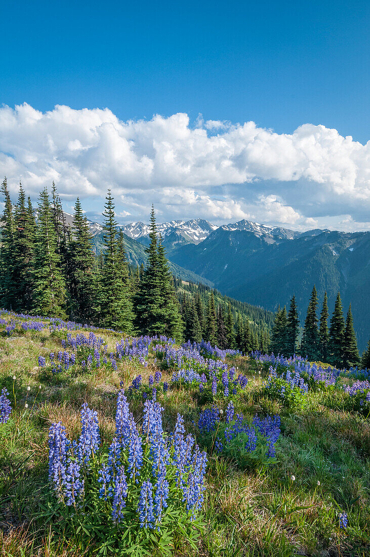 Lupine und Bailey Range Mountains, von der Obstructuion Point Road, Olympic National Park, Washington, USA.