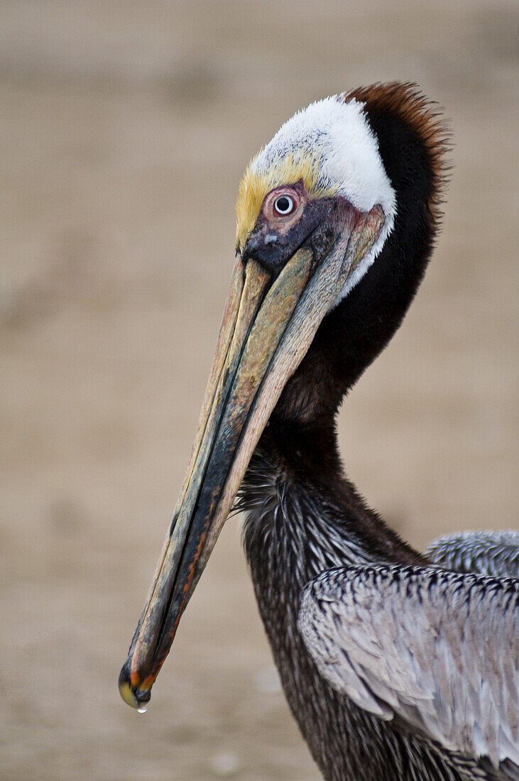 Brown Pelican on Olas Atlas Beach, Mazatlan, Mexico.