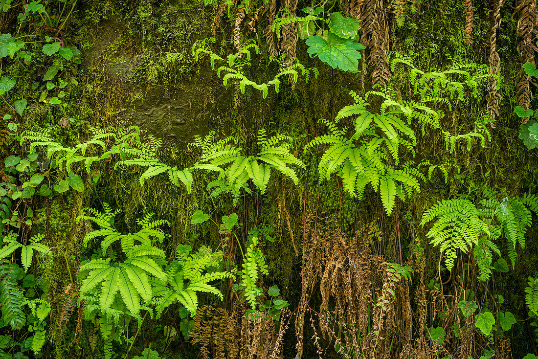 Ferns; Elliott State Forest, Coast Range Mountains, Oregon. FR 7500.