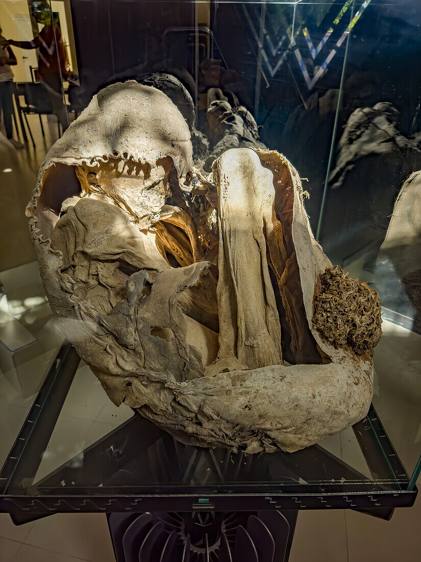 Die Mumie eines jugendlichen Inka-Jungen, der in den Anden bei Calingasta, Argentinien, geopfert wurde.