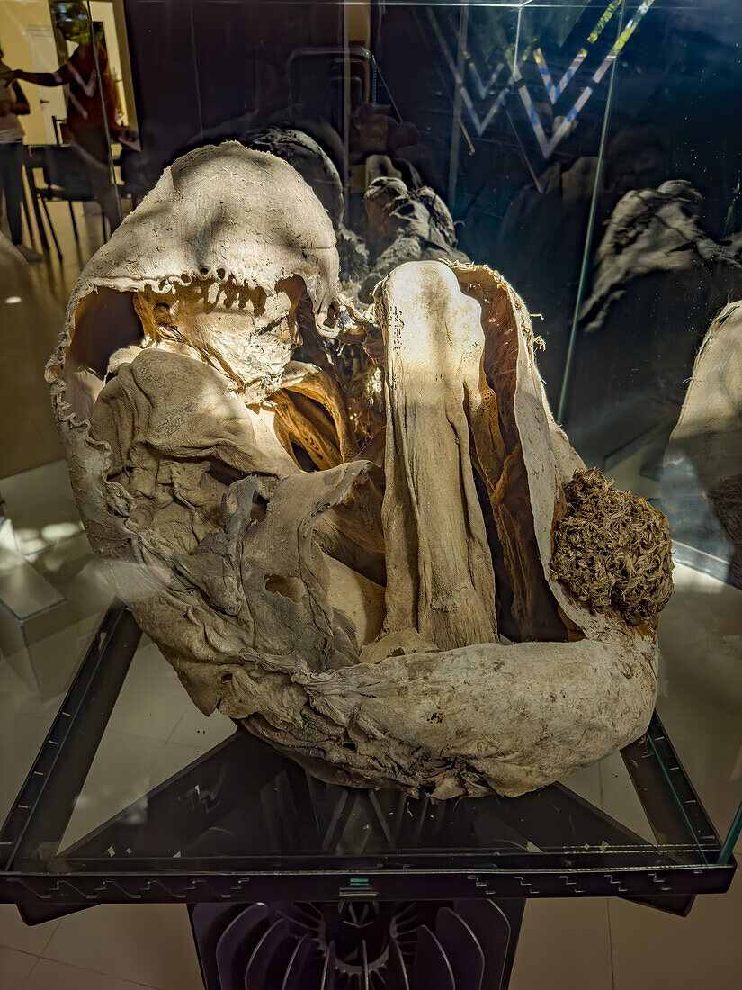 The mummy of an adolescent Inca boy offered as a sacrifice in the Andes Mountains near Calingasta, Argentina.