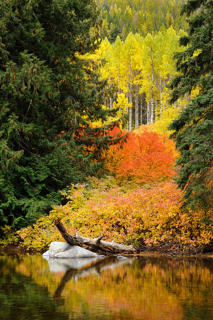 Herbstfärbung im Icicle Creek Canyon, Wenatchee National Forest, in der Nähe von Leavenworth, Washington.