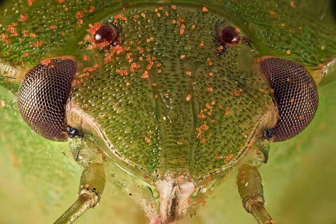 Vorderansicht einer Nezara viridula oder grünen Stinkwanze; eine Art, die ursprünglich aus Äthiopien stammt, aber überall auf der Welt vorkommt; dieses Exemplar ist mit Pollen bedeckt