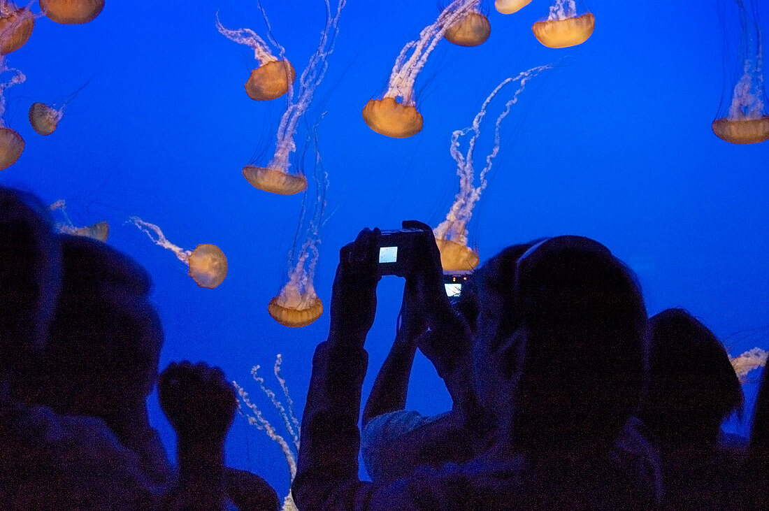 Visitors taking photos with digital cameras of jellyfish exhibit at Monterey Bay Aquarium; Monterey, California.