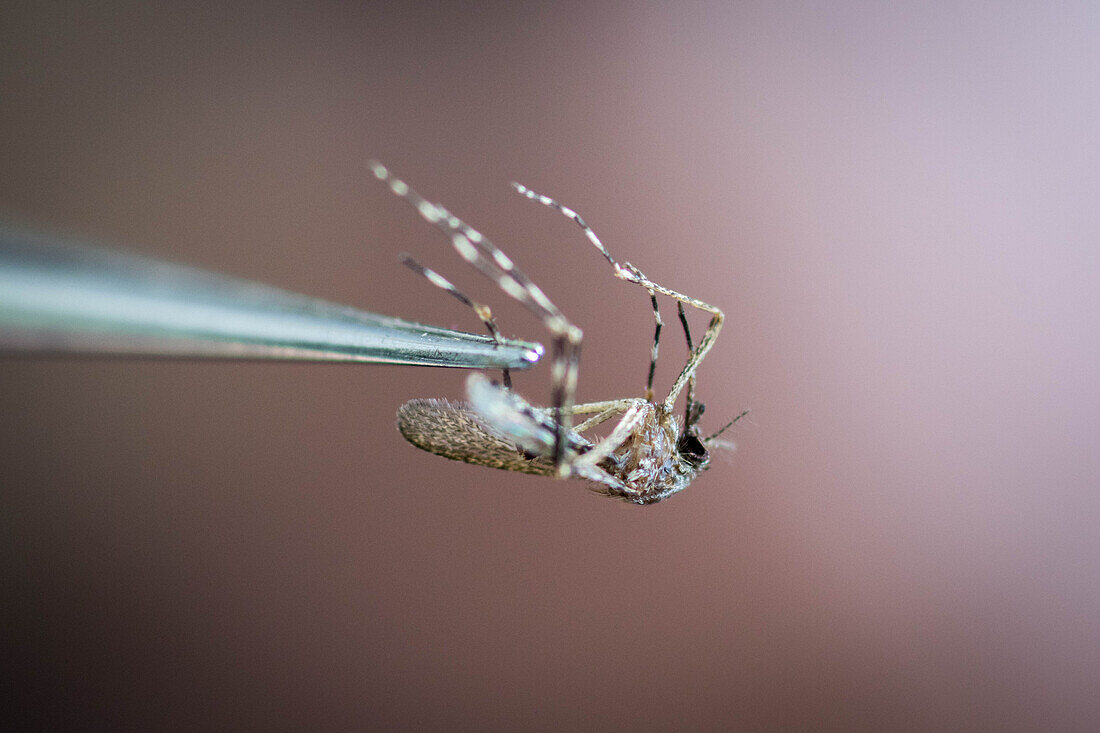 Up close view of a mosquito being held up by a pair of tweezers