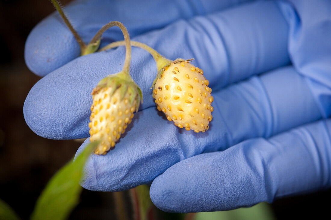 Blue gloved hands holding immature, white strawberries
