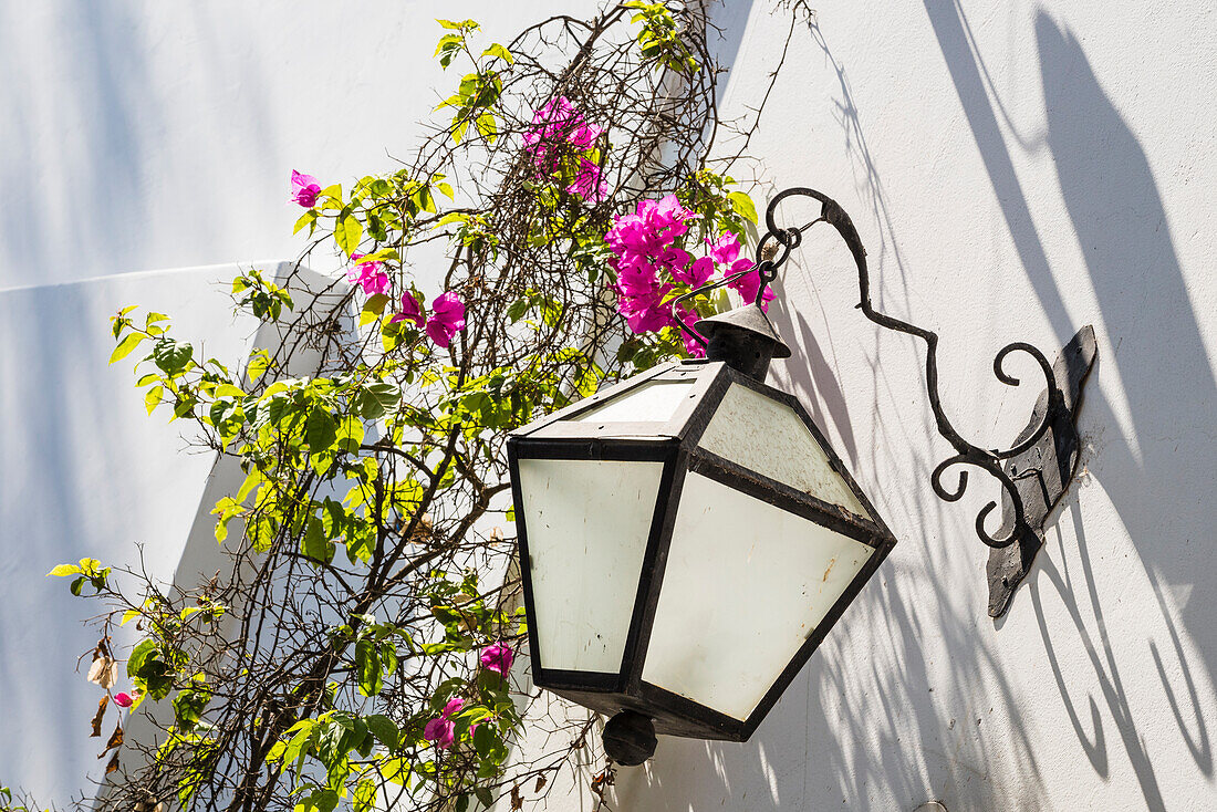 Bougainvillea and wrought iron lamp; Museo Larco, Lima, Peru.