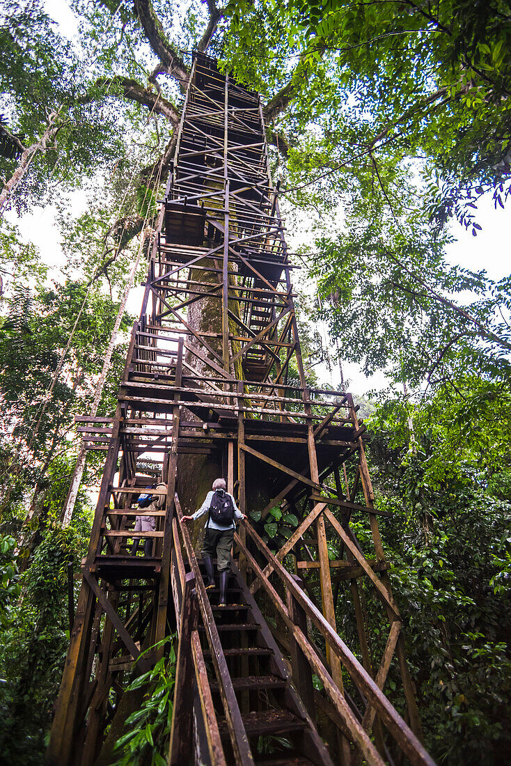 Aussichtsplattform des 43 m hohen Kapokbaums im Amazonas-Regenwald in der Sacha Lodge, Coca, Ecuador, Südamerika