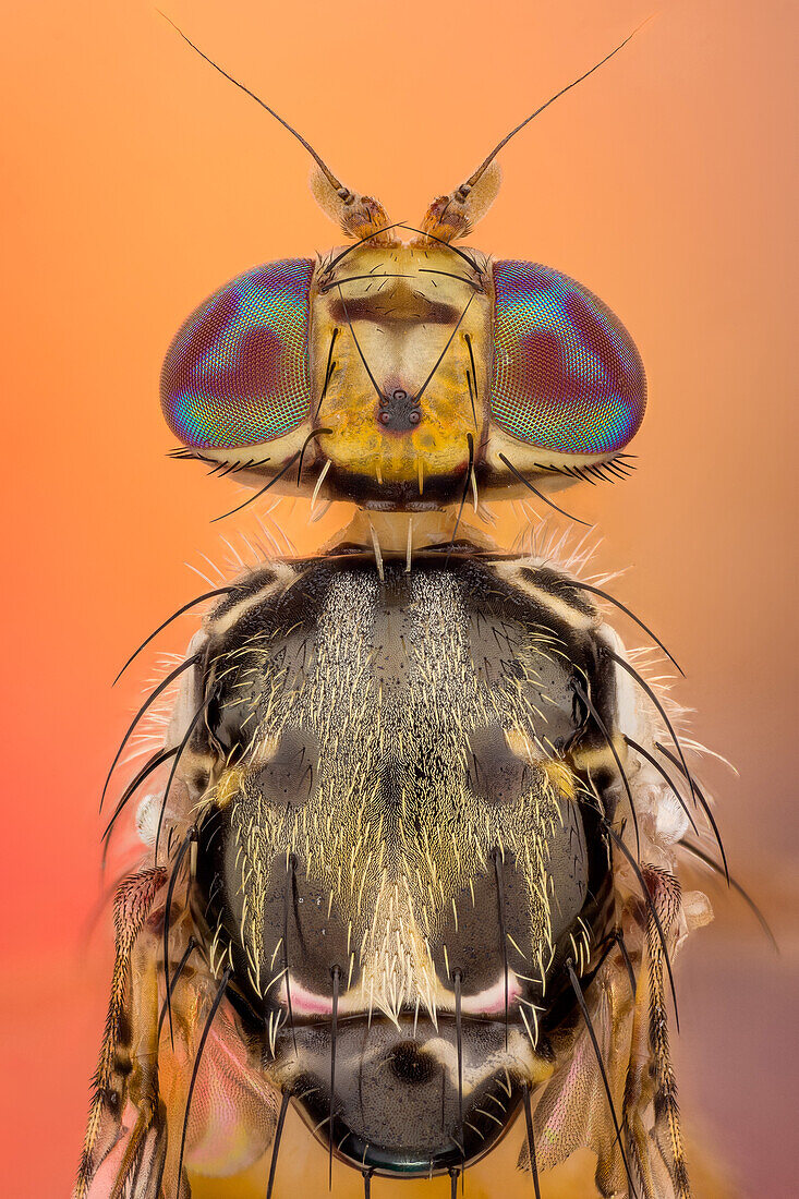 The Mediterranean fruit fly, Ceratitis capitata, is one of the world's most destructive fruit pests.