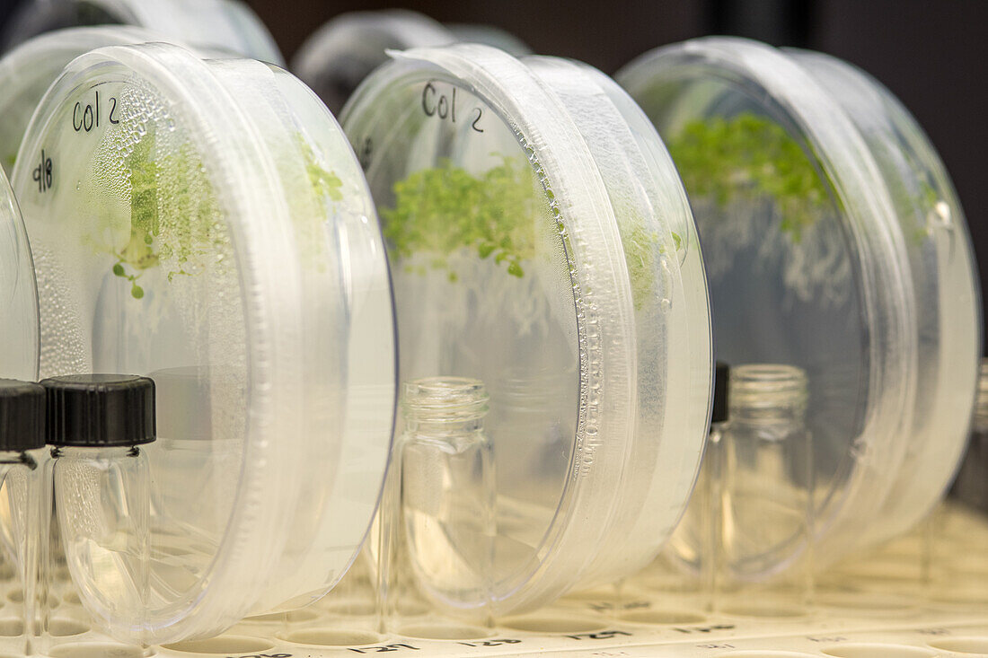 Close up view of petri dishes containing samples of peanut plant roots, Tifton, Georgia.