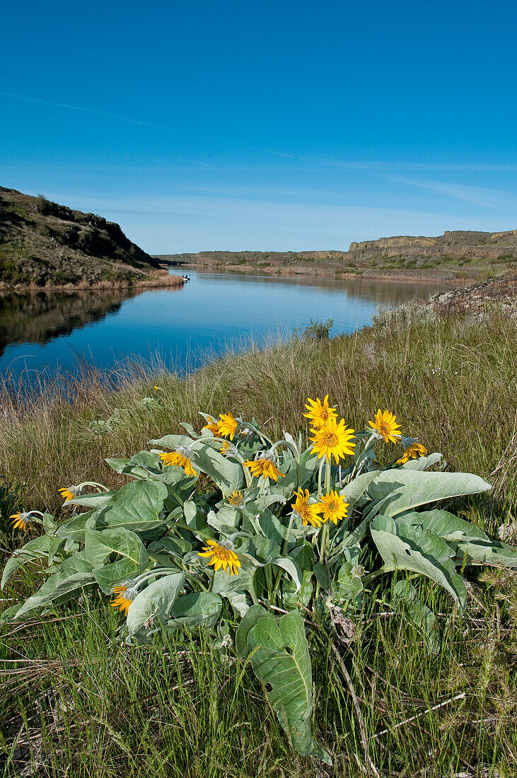 Arrowleaf balsamroot blooming at Twin Lakes in the Channeled Scablands of eastern Washington.