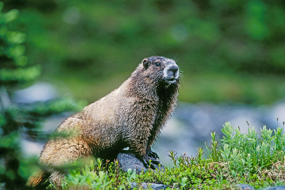 Rauhfußmurmeltier (Marmata caligata). Mount Rainier National Park, Washington. .