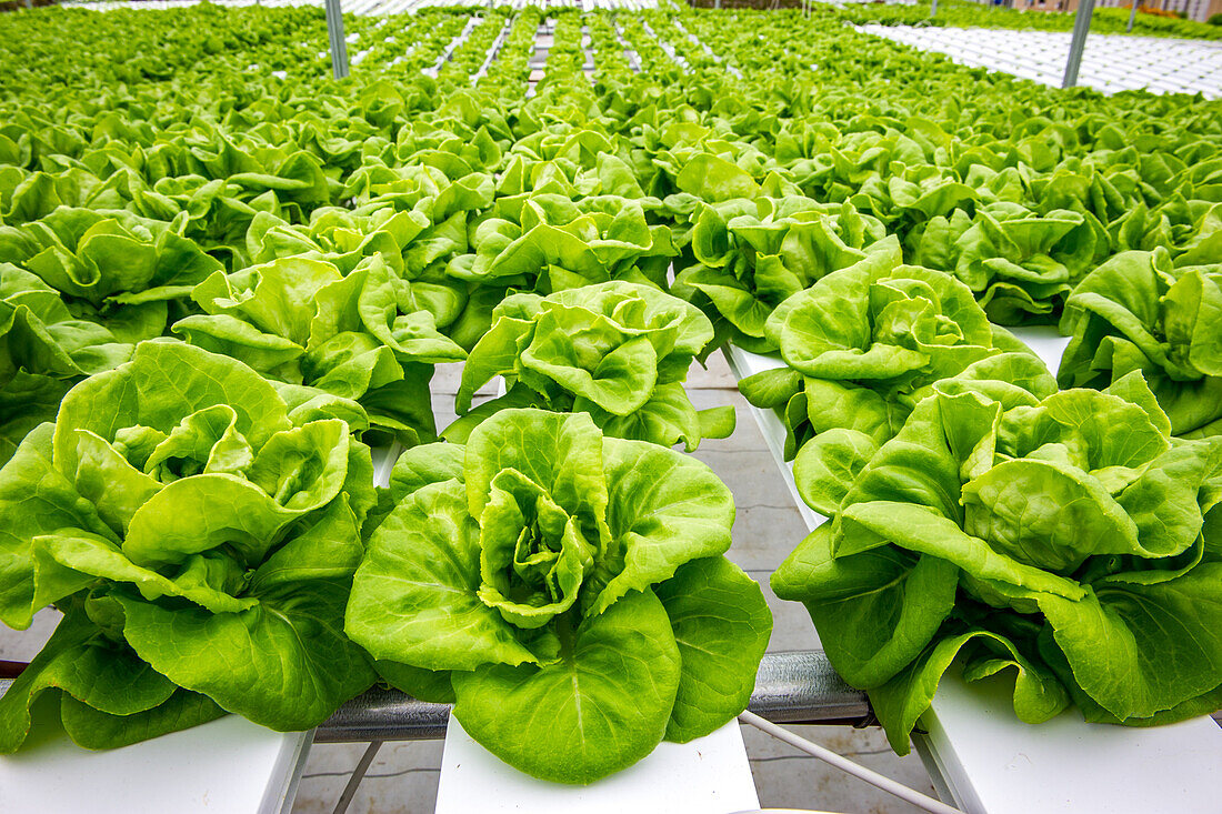 Close up on crisp Bibb lettuce that is being grown hydroponically, Salisbury, Maryland