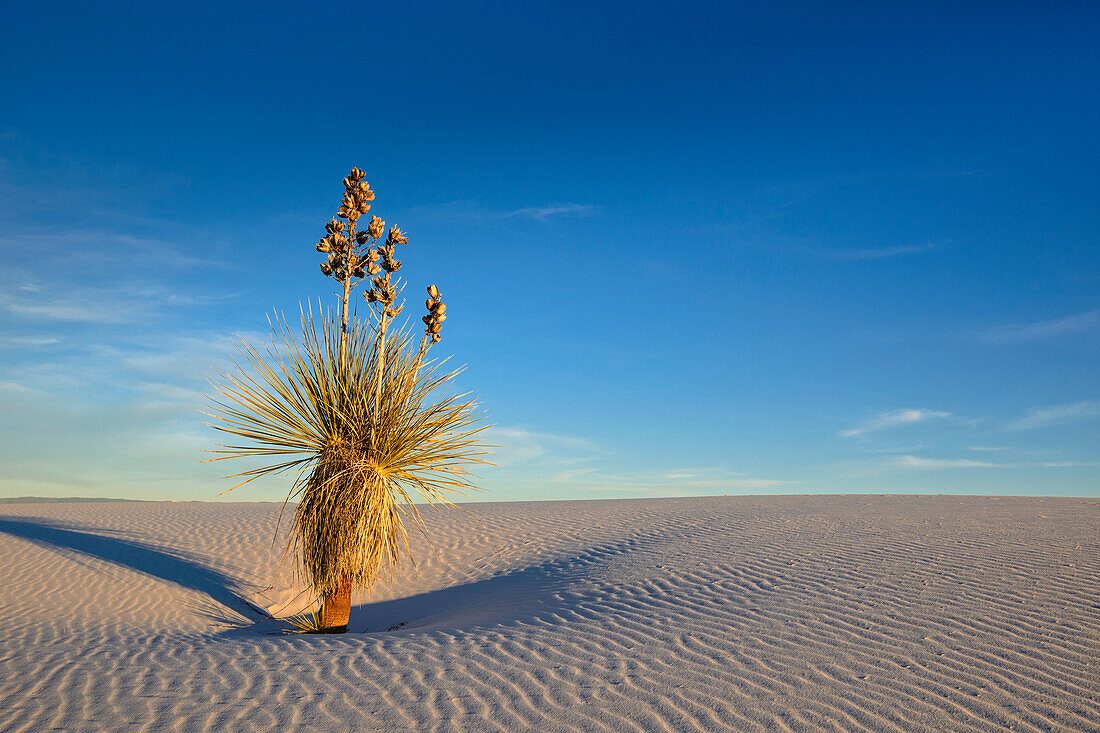 Yucca on sand dune, White Sands National Park, New Mexico.