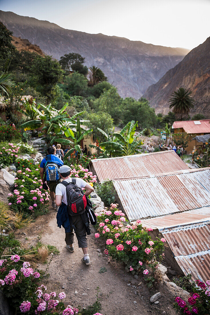 Colca Canyon 2-Tages-Wanderung, Peru