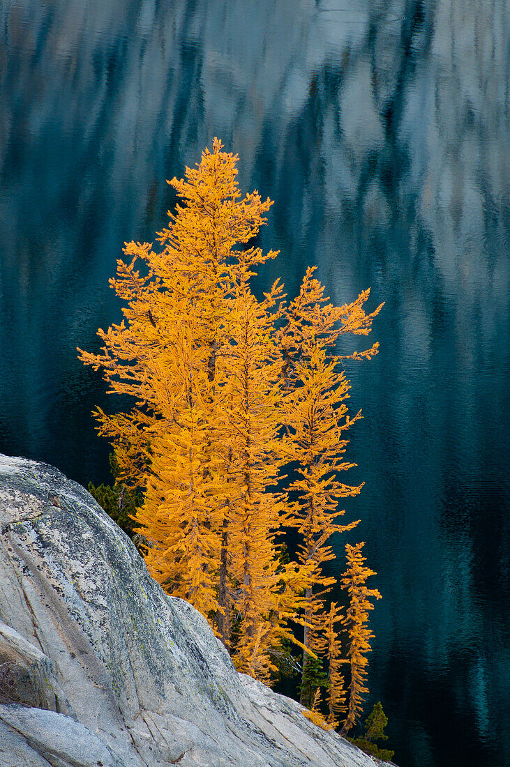 Alpine larch trees in autumn at Lake Viviane in The Enchantments, Alpine Lakes Wilderness, Washington.