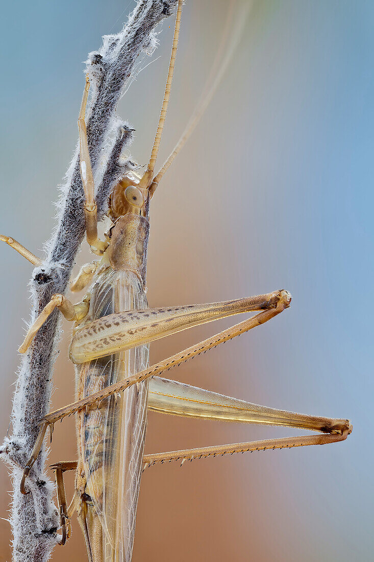 A small Italian tree cricket with fully developed wings, so it can fly. It makes a sound of variable intensity which desorientates possible predators