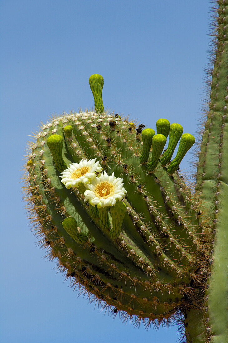 Saguaro cactus in bloom.