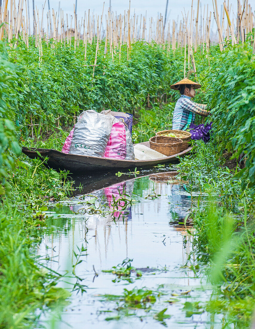 Intha woman on her boat in Inle lake Myanmar on September 07 2017 , inle Lake is a freshwater lake located in Shan state