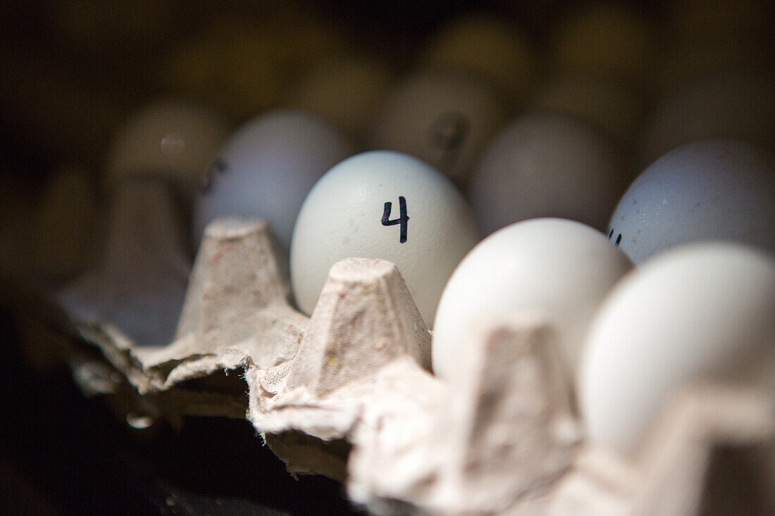 Eier für die Forschung in College Park, Maryland, USA