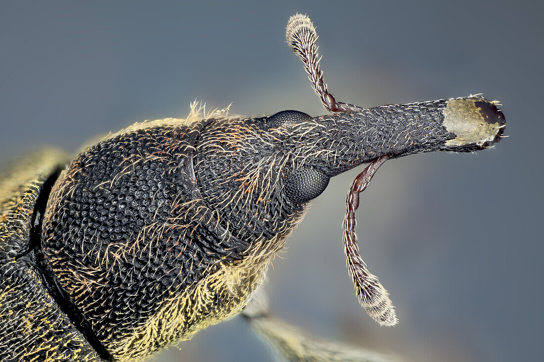 Sie sind in der Regel klein, weniger als 6 Millimeter lang, und Pflanzenfresser. Es gibt über 60.000 Arten in mehreren Familien, hauptsächlich in der Familie Curculionidae