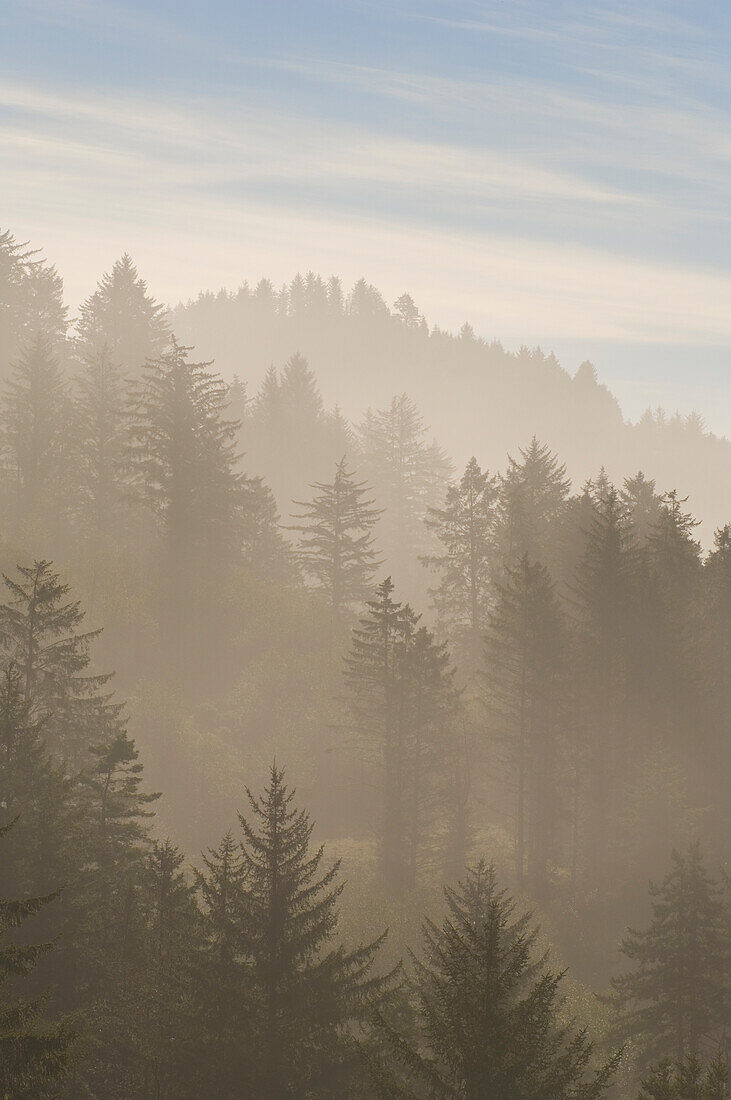 Wald und Nebel bei Cape Sebastian; südliche Küste von Oregon.