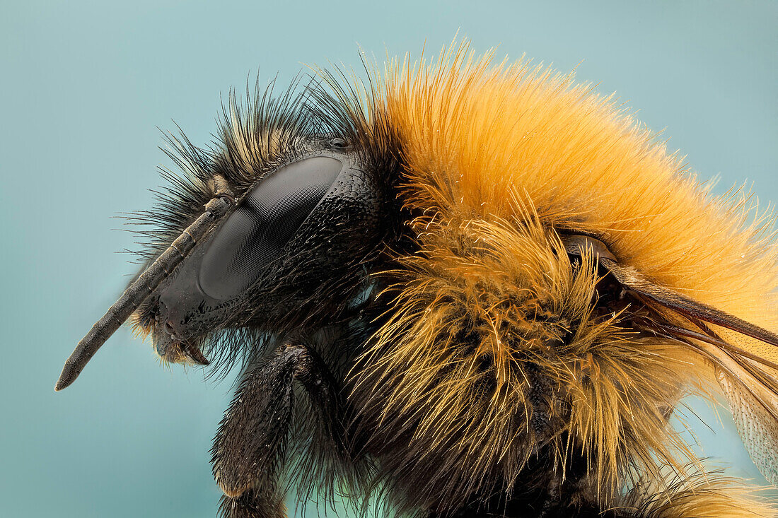 Wie ihre Verwandten, die Honigbienen, ernähren sich Hummeln von Nektar und sammeln Pollen, um ihre Jungen zu ernähren