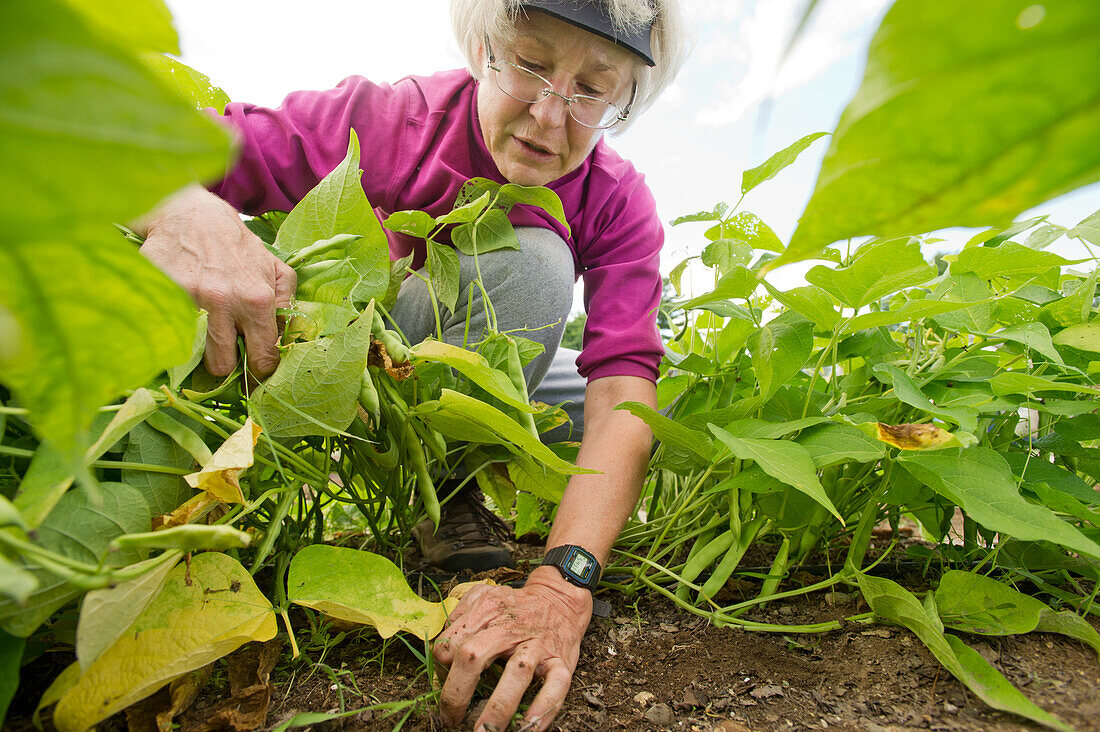 Frau reißt Pflanzen zurück, um die Erde in einem Garten freizulegen, Maine