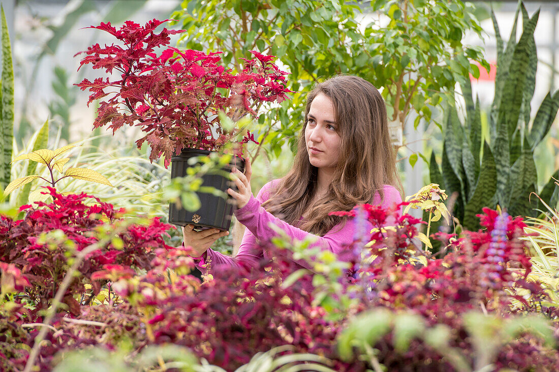 Young adult female holds up shrub plant to observe its red leaves inside greenhouse, College Park, Maryland.