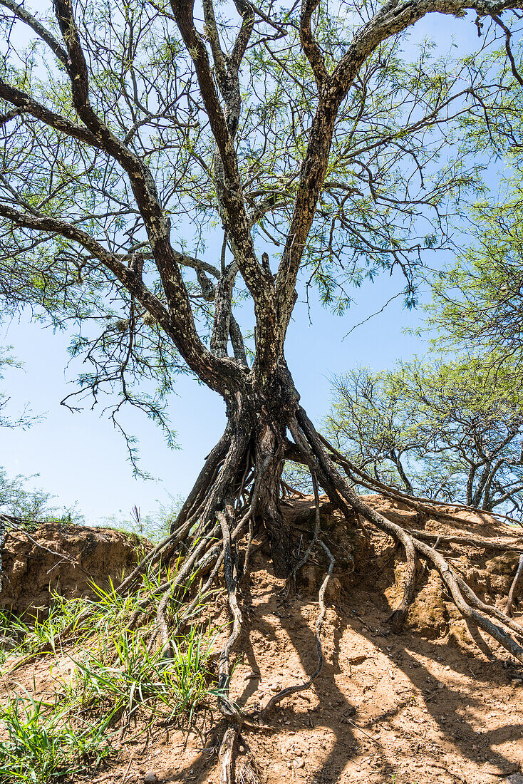 Ein Akazienbaum mit Stelzwurzeln auf einem Hügel bei den Ruinen der zapotekischen Stadt Zaachila im Zentraltal von Oaxaca, Mexiko.