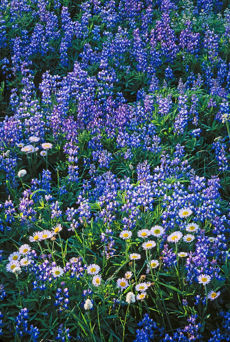 Lupine und Gänseblümchen auf einer Wiese entlang des Nisqually Vista Trail in der Paradise Area im Mt. Rainier National Park, Washington.