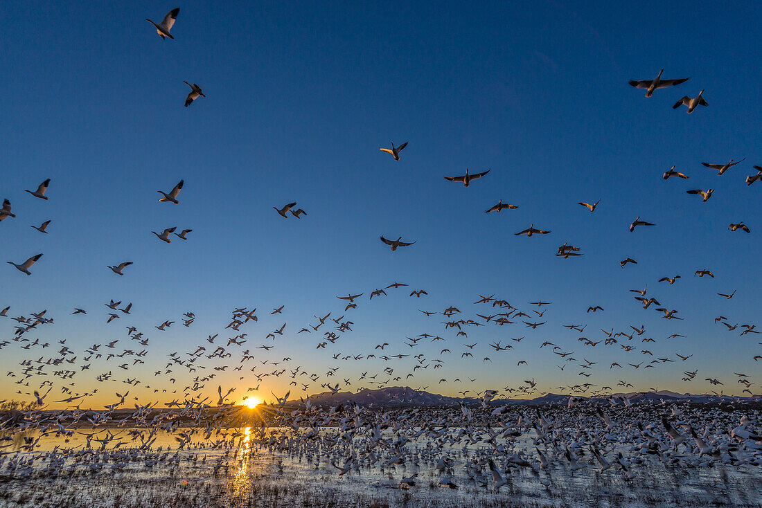 Schneegänse im Bosque del Apache National Wildlife Refuge, New Mexico.