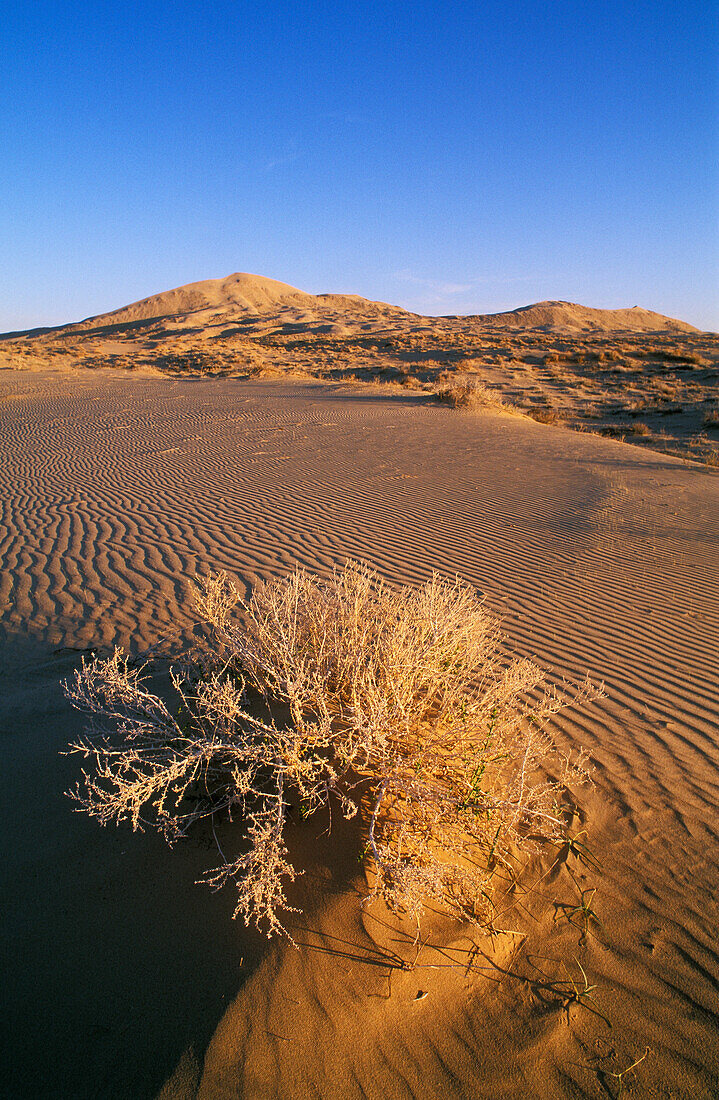 Kelso Dunes bei Sonnenaufgang, Mojave National Preserve, Kalifornien.