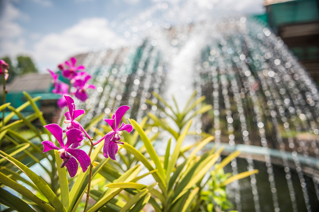 Orchid garden, Perdana Botanical Garden, Tun Abdul Razak Heritage Park, Kuala Lumpur, Malaysia