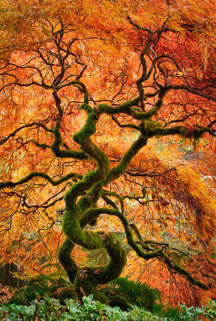 Laceleaf maple tree with fall color in the Japanese Garden at Bloedel Reserve, Bainbridge Island, Washington.