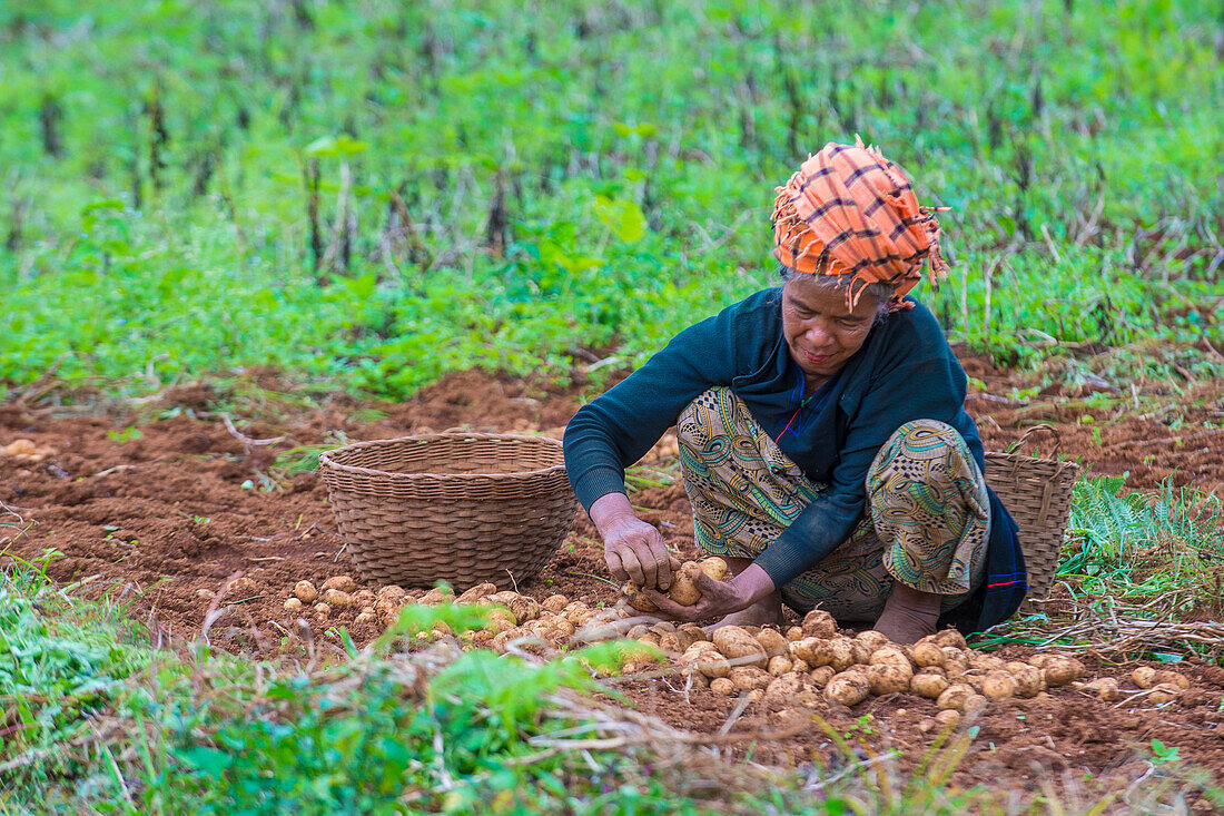 Burmese farmer working on a field in Shan state Myanmar