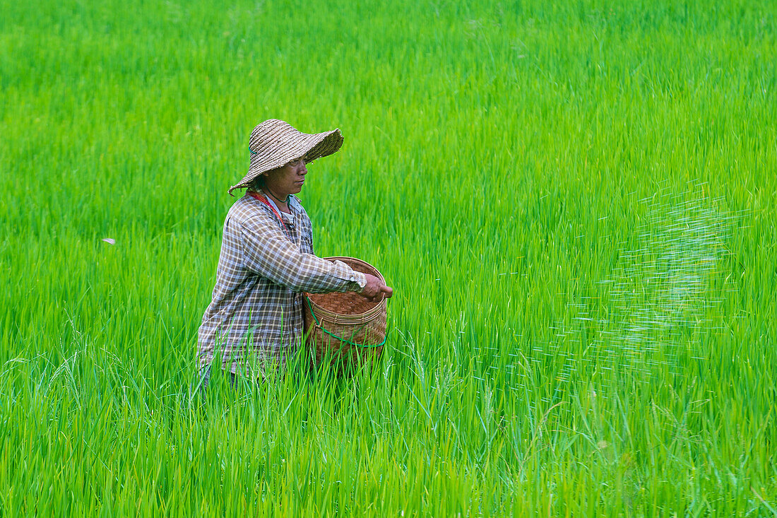 Porträt eines burmesischen Bauern bei der Arbeit auf einem Reisfeld im Shan-Staat Myanmar