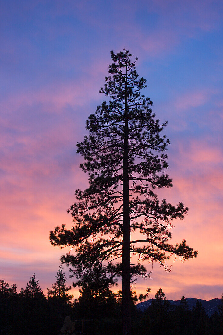 Jeffrey Pine tree silhouetted against sunrise sky with pink clouds; Big Bear Lake, San Bernardino Mountains, California.