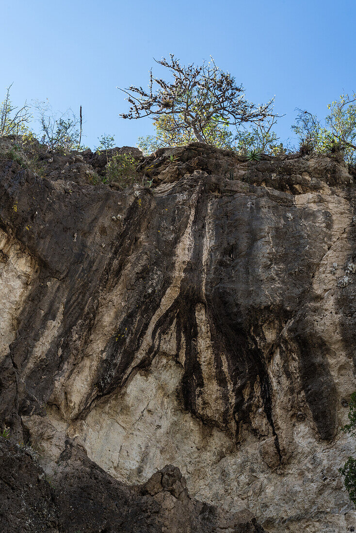 Mineralablagerungen an einer Felswand in der Nähe der Yagul-Höhlen scheinen die Wurzeln des Baumes auf der Felswand zu imitieren. Oaxaca, Mexiko.