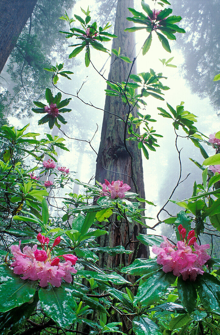 Rhododendron and Redwood trees; Damnation Creek Trail, Del Norte Redwoods State Park, California.