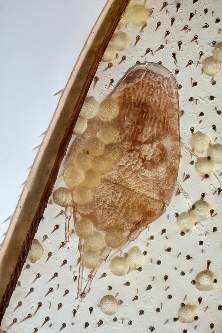 Ein Detail einer parasitären Milbe auf einem Bienenflügel, es zeigt auch die Struktur einiger Pollenkörner; 100:1 Vergrößerung
