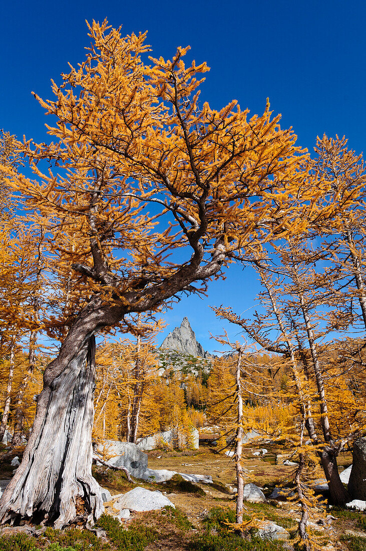 Alpine larch trees with autumn color framing Prusik Peak in The Enchantments, Alpine Lakes Wilderness, Washington.