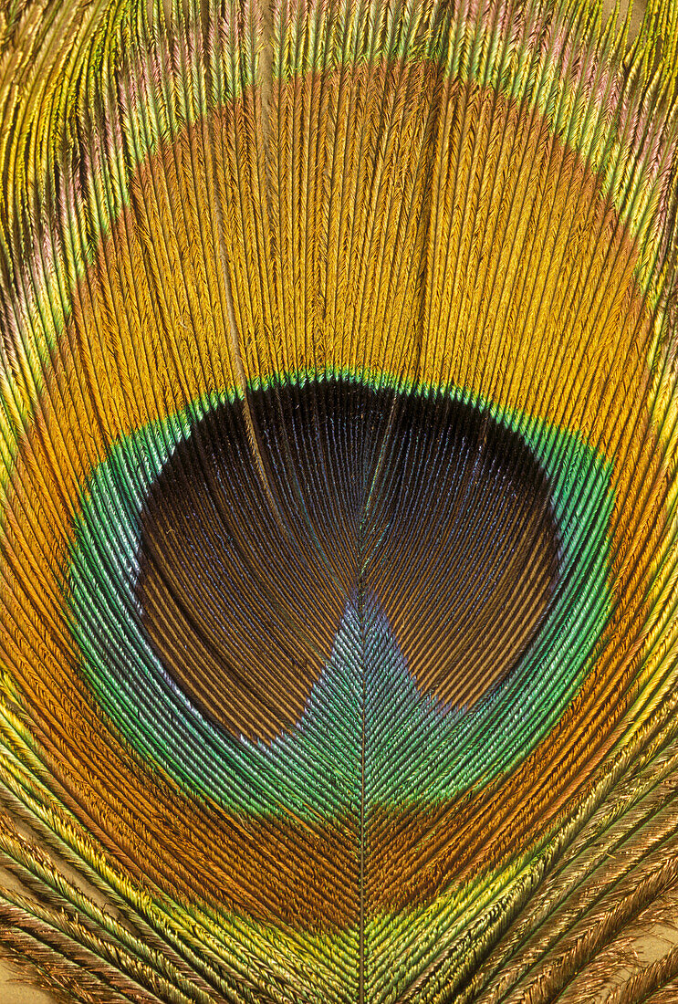 Peacock feather ?eye? close-up.